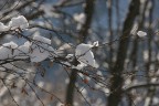 inverno.....nel bosco inverno.....nel bosco