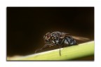 una mosca (credo!) una mosca (credo!)