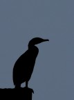 silhouette silhouette
