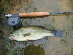 Black_Bass Black_Bass