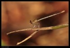 Libellula Libellula