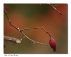 rosa canina2