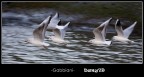 Gabbiani in volo
