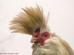 chichen portrait chichen portrait