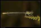 Libellula Libellula