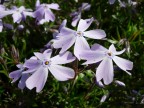 Flower Flower