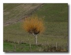 il salice il salice