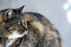 MIAO... MIAO...