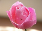 rosa rosa