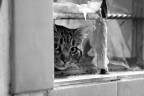 MIAO 2 MIAO 2