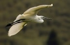 volo libero volo libero
