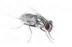 mosca in high key mosca in high key