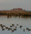 oche selvatiche nell'oasi di bando (FE)