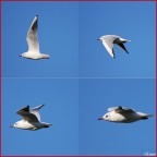 Il volo di un gabbiano