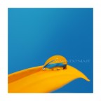 Gocciolina su petalo di gerbera
lo sfondo blu � dato dalla piscina :D

square-cropped, ci vedevo bene la composizione quadrata