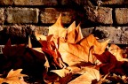 Quel giorno d'autunno nel quale caddero tutte le foglie dei Quel giorno d'autunno nel quale caddero tutte le foglie dei