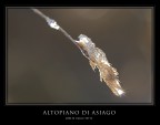 Cristallo Cristallo