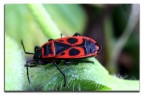 rosso-nera