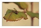 sirfide amica sirfide amica