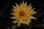 fiore giallo fiore giallo