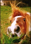 cavallo goloso...e anche un pò punk! cavallo goloso...e anche un pò punk!