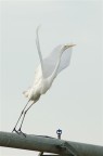 Airone Bianco Maggiore Airone Bianco Maggiore