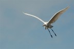 Airone Bianco Maggiore Airone Bianco Maggiore