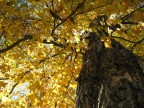 autunno autunno