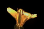 fiore di luce fiore di luce