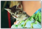 Un gattino Un gattino