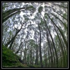 La foresta del Monte Amiata, Toscana