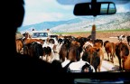 TRAFFIC TRAFFIC