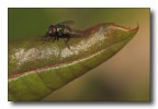 verde mosca verde mosca