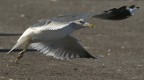 Gavina (Larus canus)