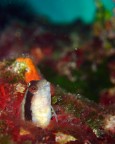Mosca bianca Mosca bianca