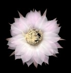 E' una scansione fatta con la stessa tecnica di 

http://www.photo4u.it/viewcomment.php?t=146194

che ne pensate?