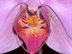 orchidea2