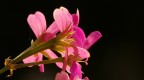 fiori rosa fiori di... fiori rosa fiori di...