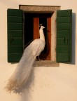 Un re... sulla finestra Un re... sulla finestra