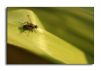 formica alata formica alata