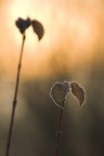 luce del mattino luce del mattino