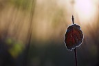 nel gelo nel gelo