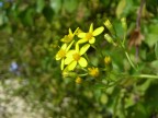 fiorellino fiorellino