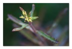 Epsylon plantae Epsylon plantae