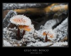 Gelo nel bosco