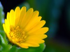 Daisy Daisy
