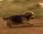 Pantegana da corsa - il mio 1 panning