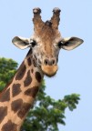 Giraffa Giraffa