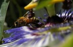 "Bee" passional.