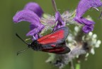 rosso e viola rosso e viola